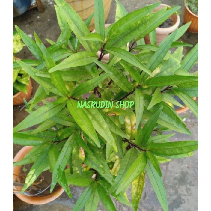 

[Fresh] BIBIT GANDARUSA BIBIT STEK BATANG GANDARUSA 500 GRRAM ISI BANYAK/ 30 CM