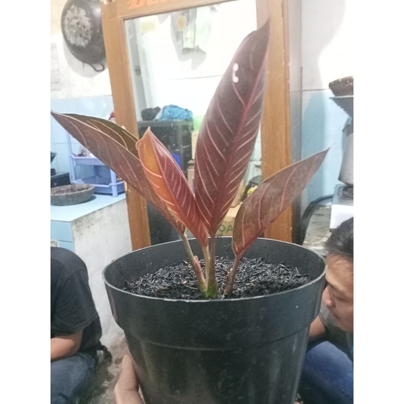 TANAMAN HIAS RED SUMATERA / PRIDE SUMATERA 2-5 Daun