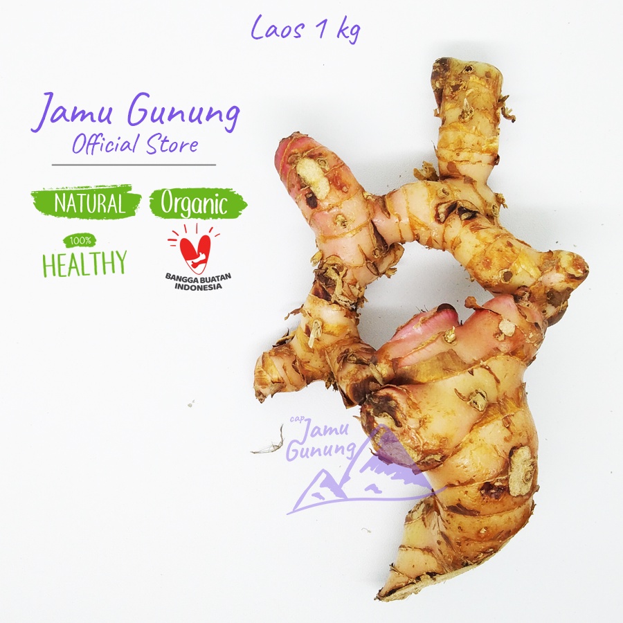 

Laos 1kg atau Lengkuas Segar - Campuran Jamu Tradisional