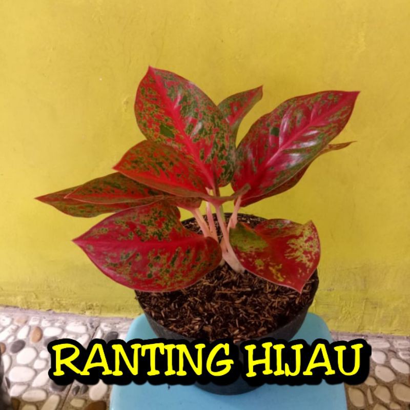 rumpun 2 bunga aglonema red stardast dewasa Stardust rumpun super