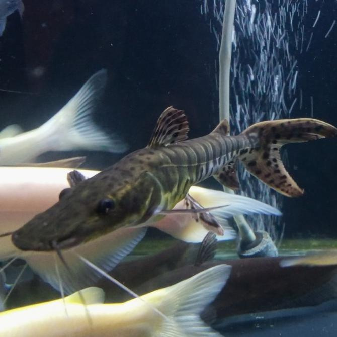 94 Dekorasi Aquarium Ikan Predator HD
