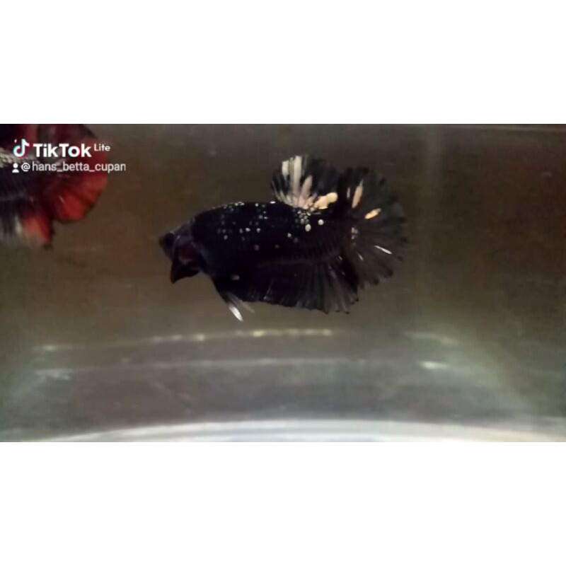 Ikan Cupang Jantan Avatar Cooper Gold