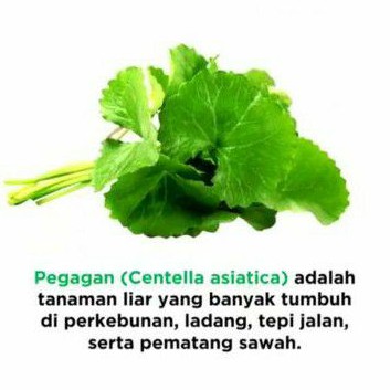 

Pegagan HPAI HNI Kapsul Pegagan HS Teh Centella HPAI Teh Pegagan Celup