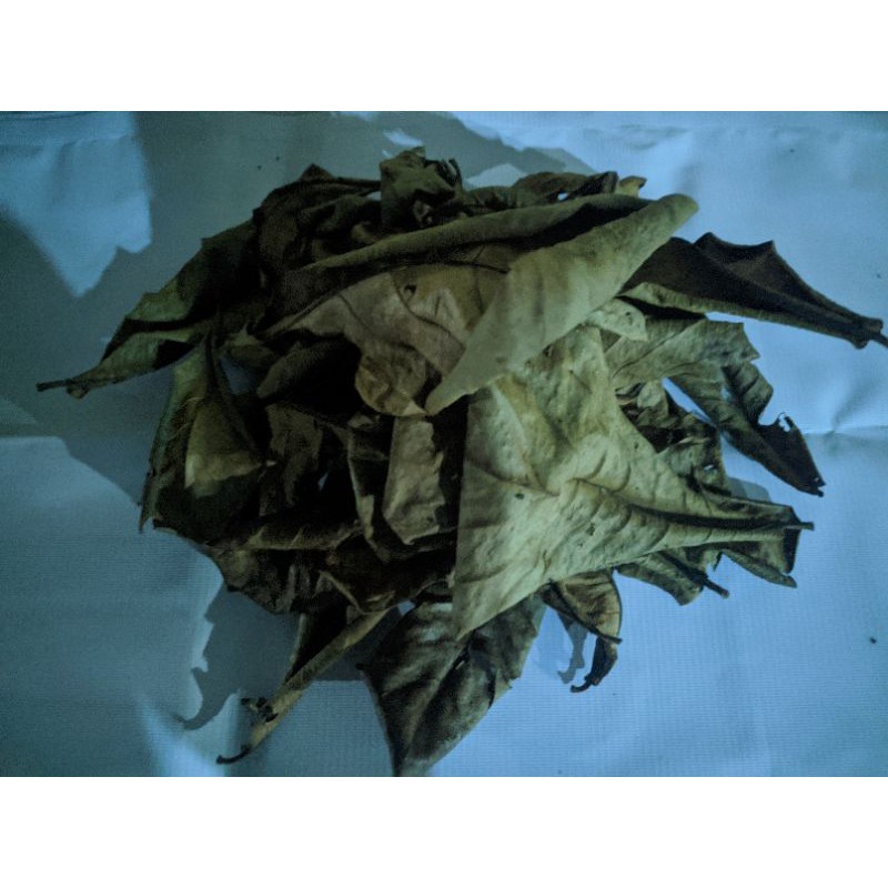 

Daun Ketapang/Daun Ketapang Kering Olahan