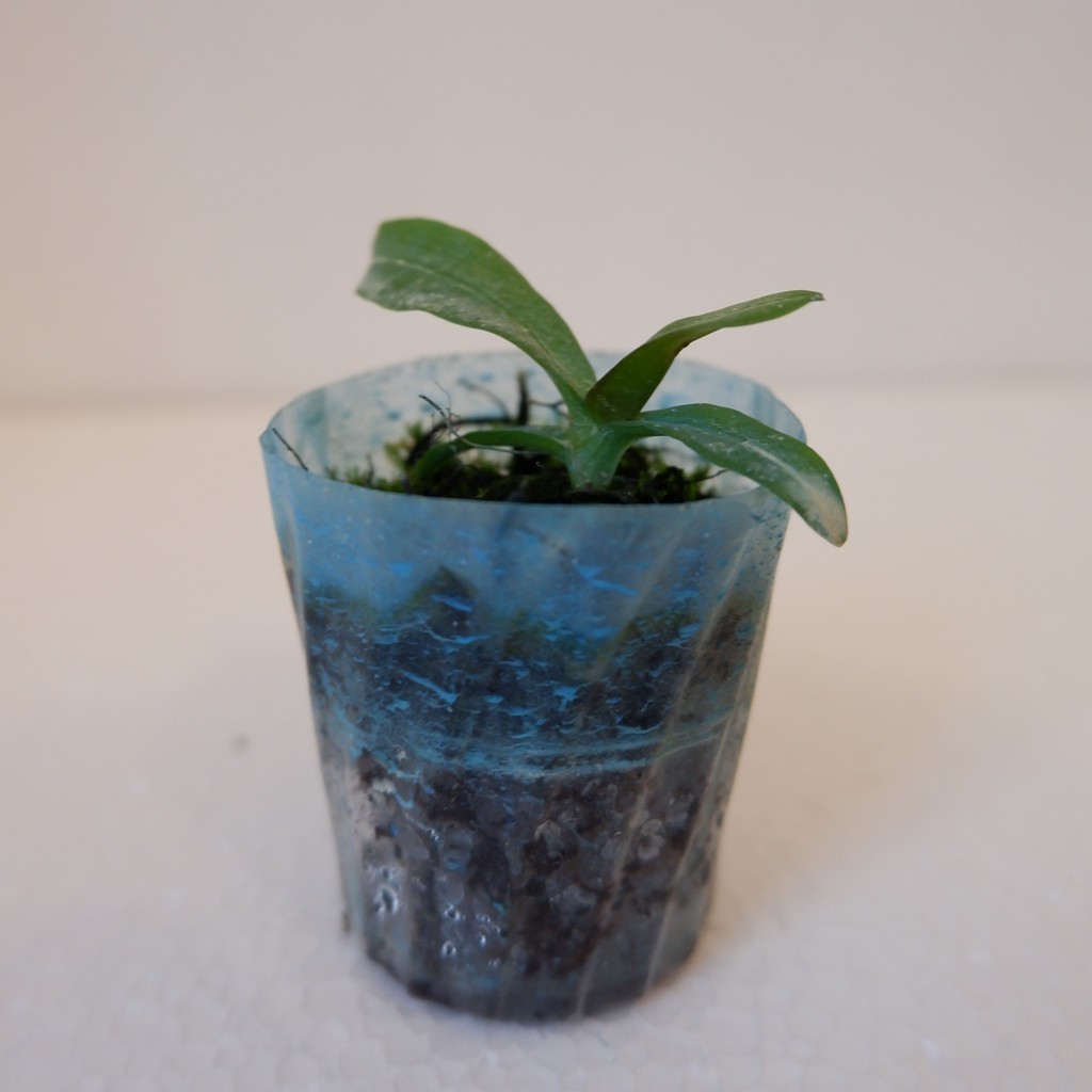 Anggrek Dendro Seedling - Tanaman Hias