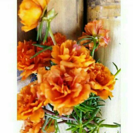 bunga  krokot warna warni