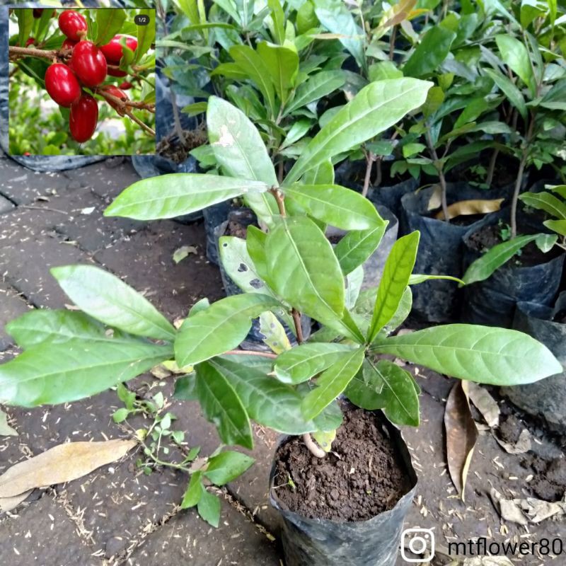 Bibit Buah Miracle | Magic Fruit | Buah Ajaib | Miracle Fruit