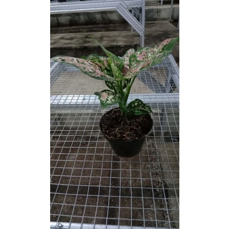 AGLONEMA TRICOLOR