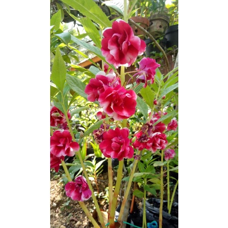 Pacar Air Tumpuk Gradasi Merah Marun