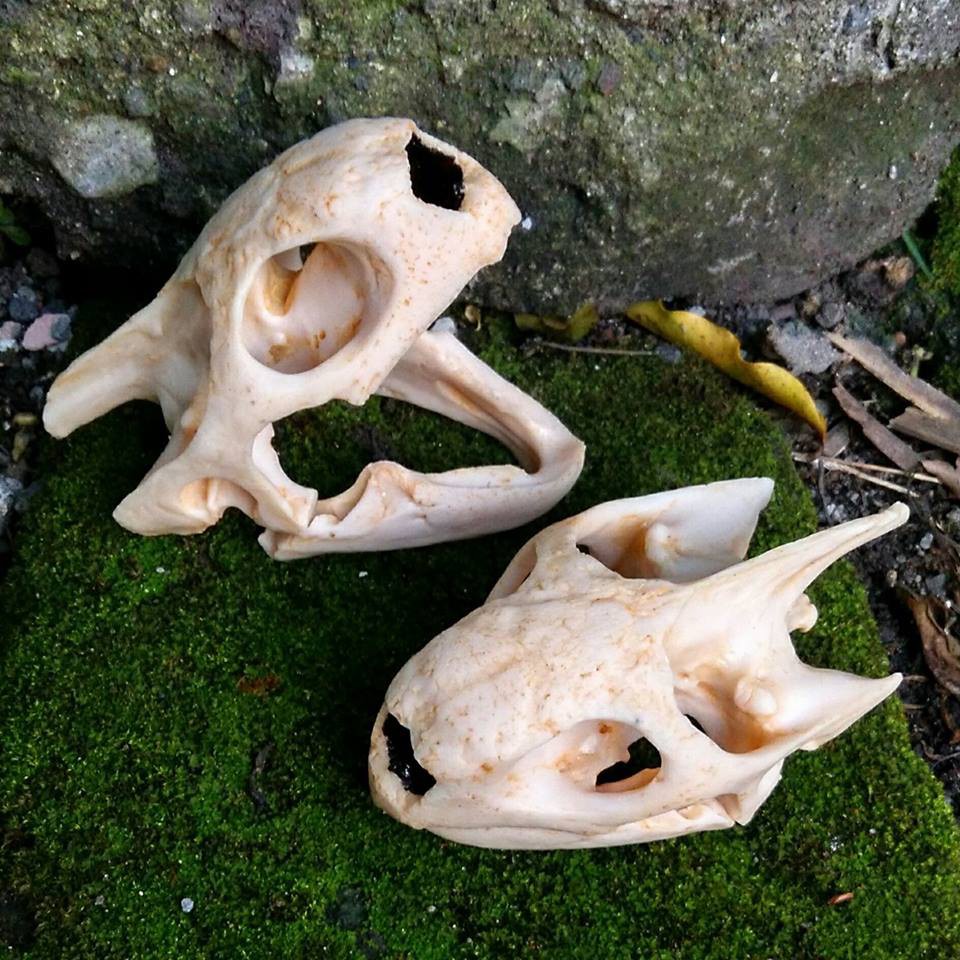 Emys Skull Resin atau Resin Tengkorak Emys