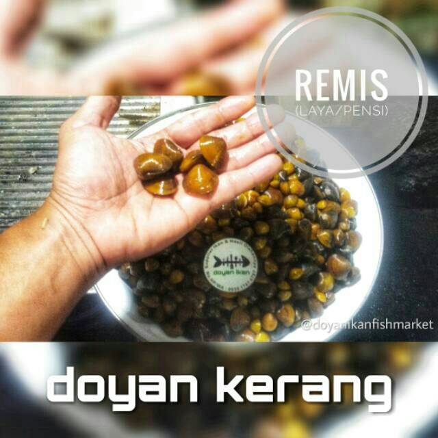 REMIS - LAYA - PENSI - KERANG KECIL AIR TAWAR OBAT LIVER HEPATITIS