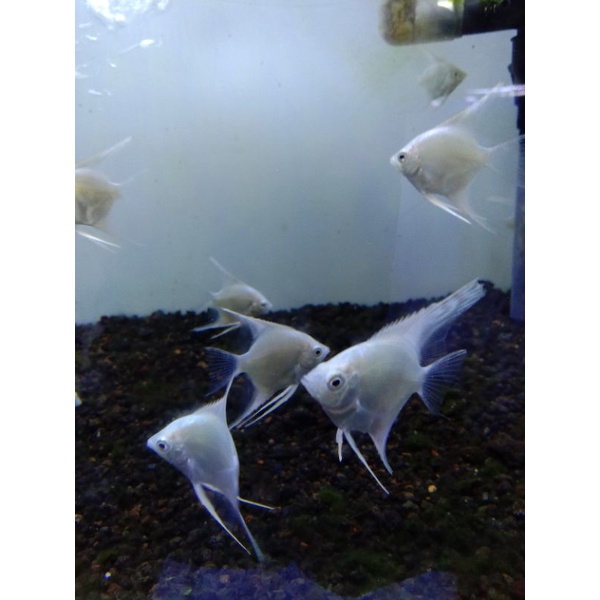 Ikan hias Manfish platinum ikan hias aquarium jenis air tawar ikan unik ikan lucu ikan murah