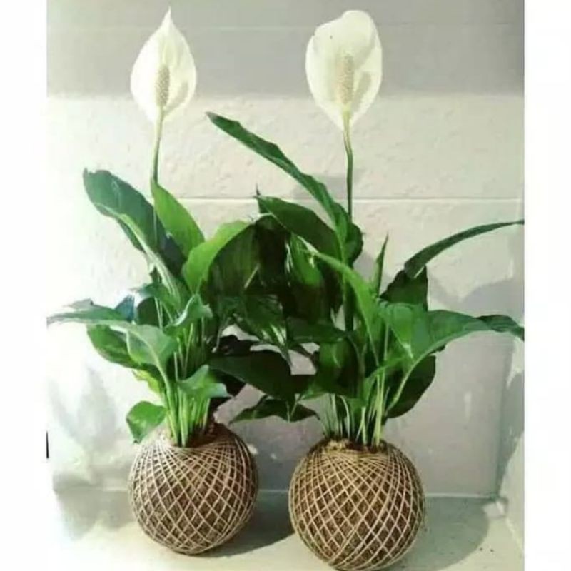 Tanaman bunga peace lily bunga/peace lilyspatyfhilum