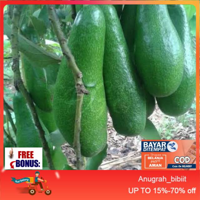 Bibit alpukat aligator super Super _bibit