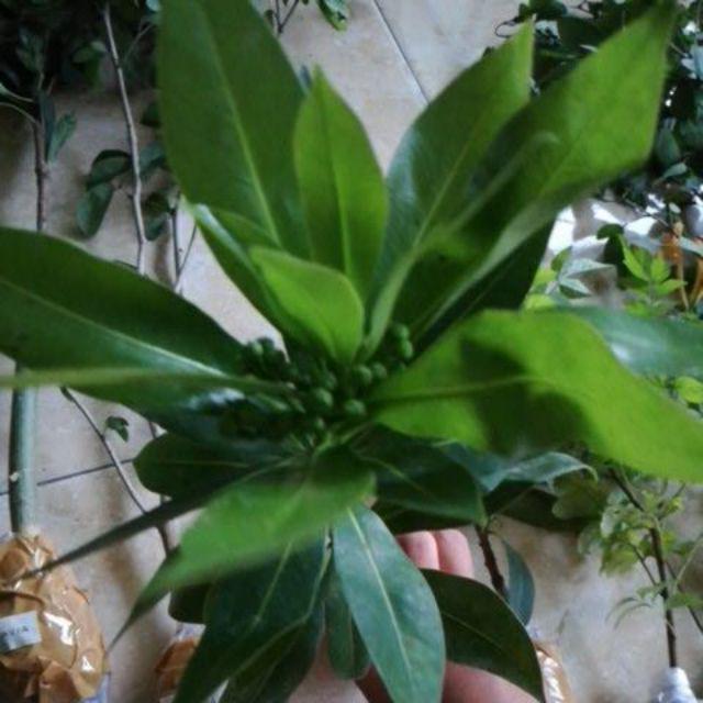 Xhantos Kuning 35-40cm