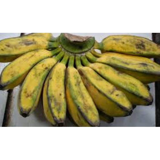 Pisang gepok 1 sisir