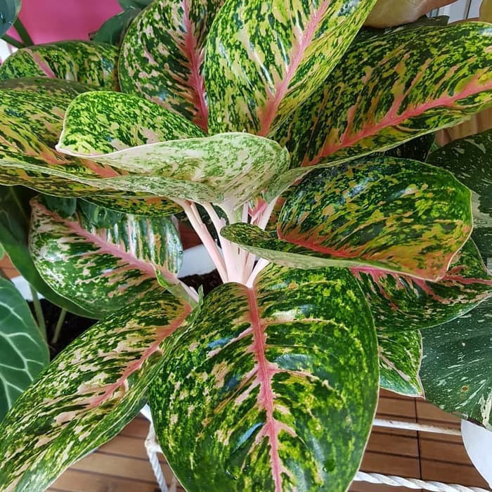 Aglonema Big Papa Dewasa Jumbo