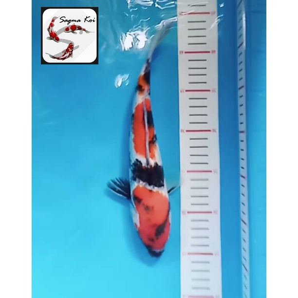 Koi Showa Lokal Blitar 30 CM