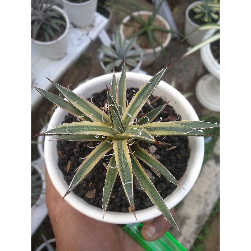 Fam. Kaktus Sukulen / Agave Leopoldii Var. Marginata (RARE)