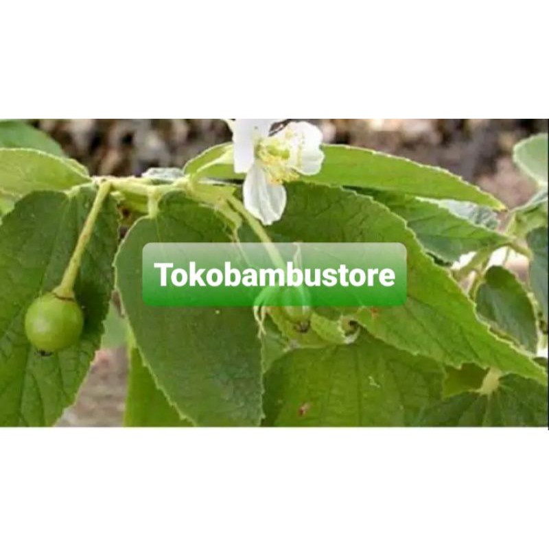 

Daun kersen segar paket 100 gram-az