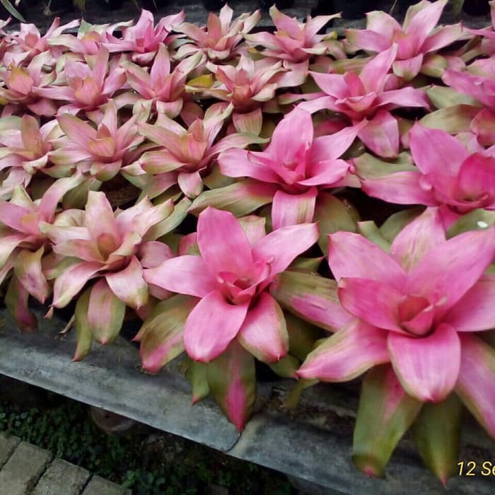 Tanaman Bromelia Debby Pink Debora