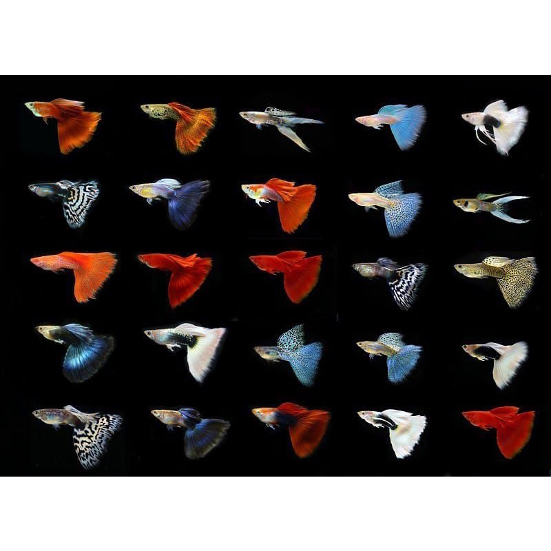 paket murah ikan guppy hias multi color 10 ekor 5 pasang