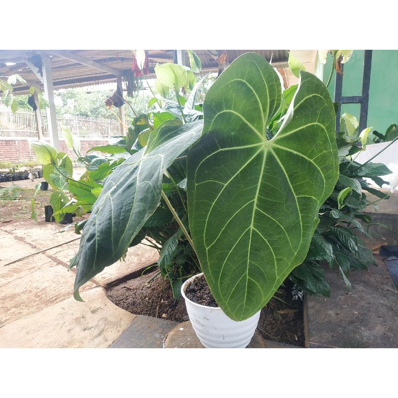 Kuping Gajah Magnificum Verde ( Batang Kotak )