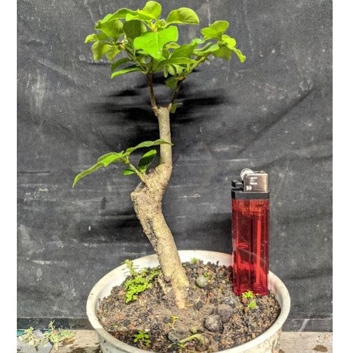 bahan bonsai gulo gumantung / gulgum sesuai gambar