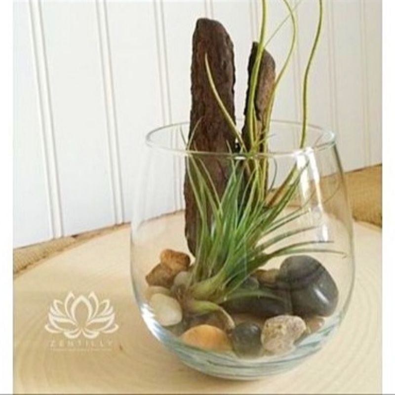 Vas Kaca Bulat Terarium / Pot Kaca Tanaman Air Hidroponik