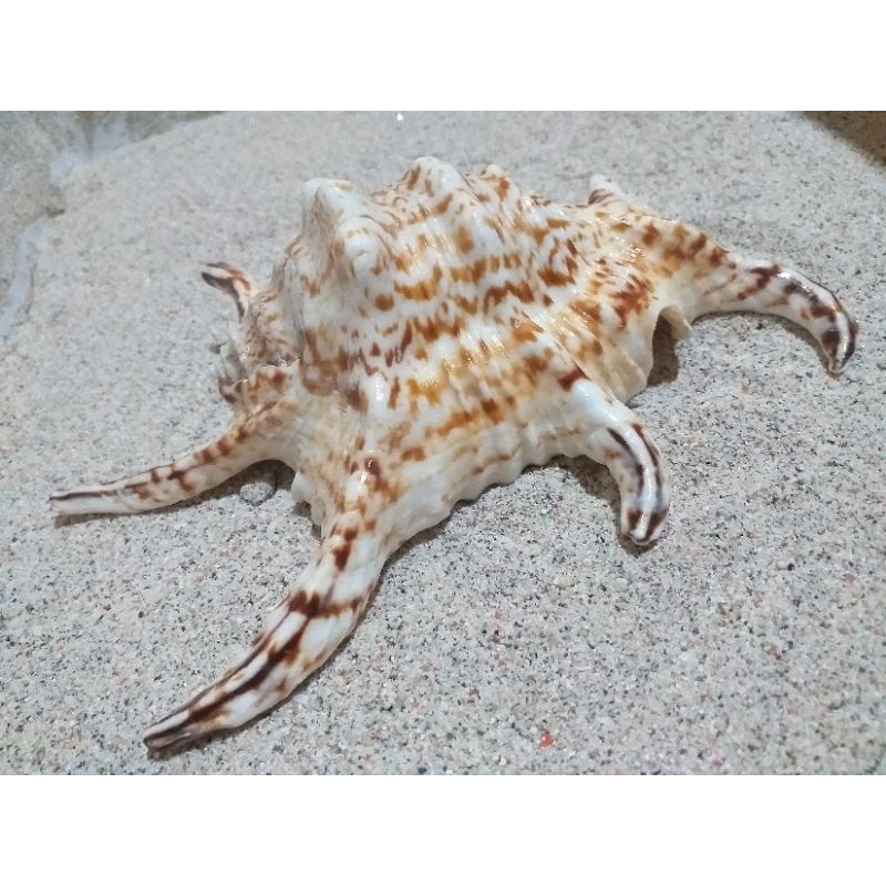 cangkang kerang lambis jumbo ukuran 10cm keatas