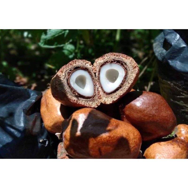 

buah zuriat