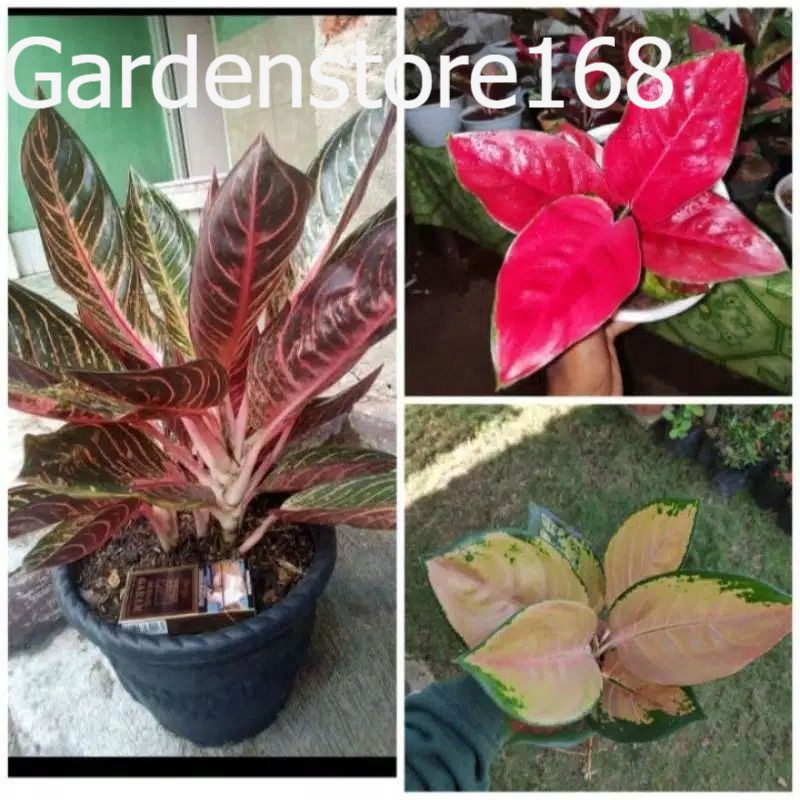Promo Baru  3 Bibit Aglonema red sumatra, suksom jaipon, sultan brunai Bibit asli original