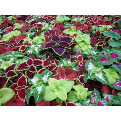 Benih-Bibit Bunga Coleus Rainbow Mix (Haira Seed)