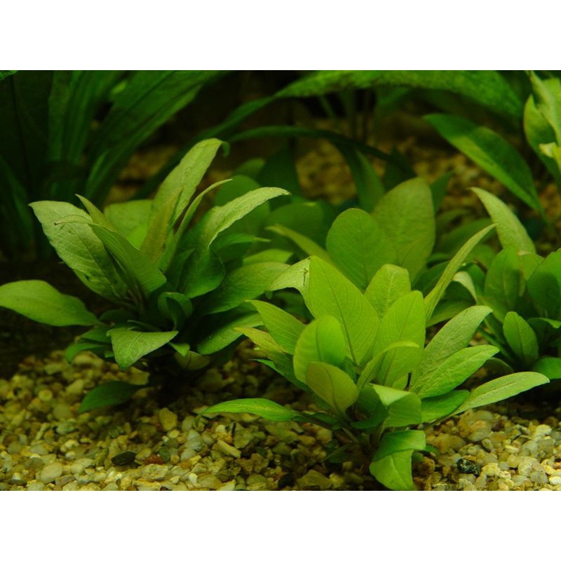 Hygrophila Compact ( Tanaman Aquascape Tanpa Co2 )