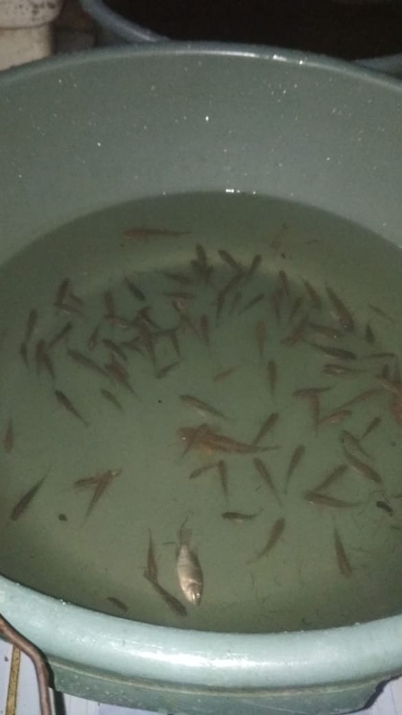 Sapporo Ultimate Subaru Blue M63 400 Ml