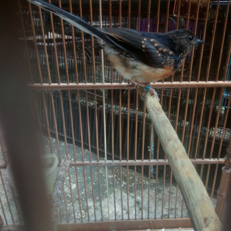 burung murai anak ring apbn sertifikat asli ternakan jantan body big