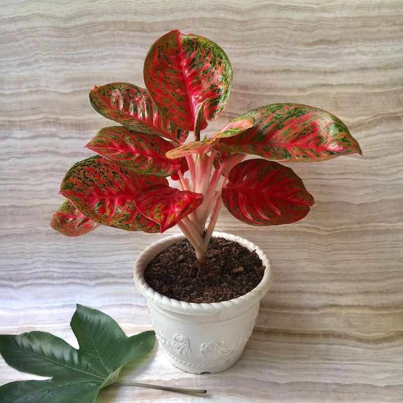 Bibit bonggol aglonema Wulandari/benih tanaman hias aglonema wulandari