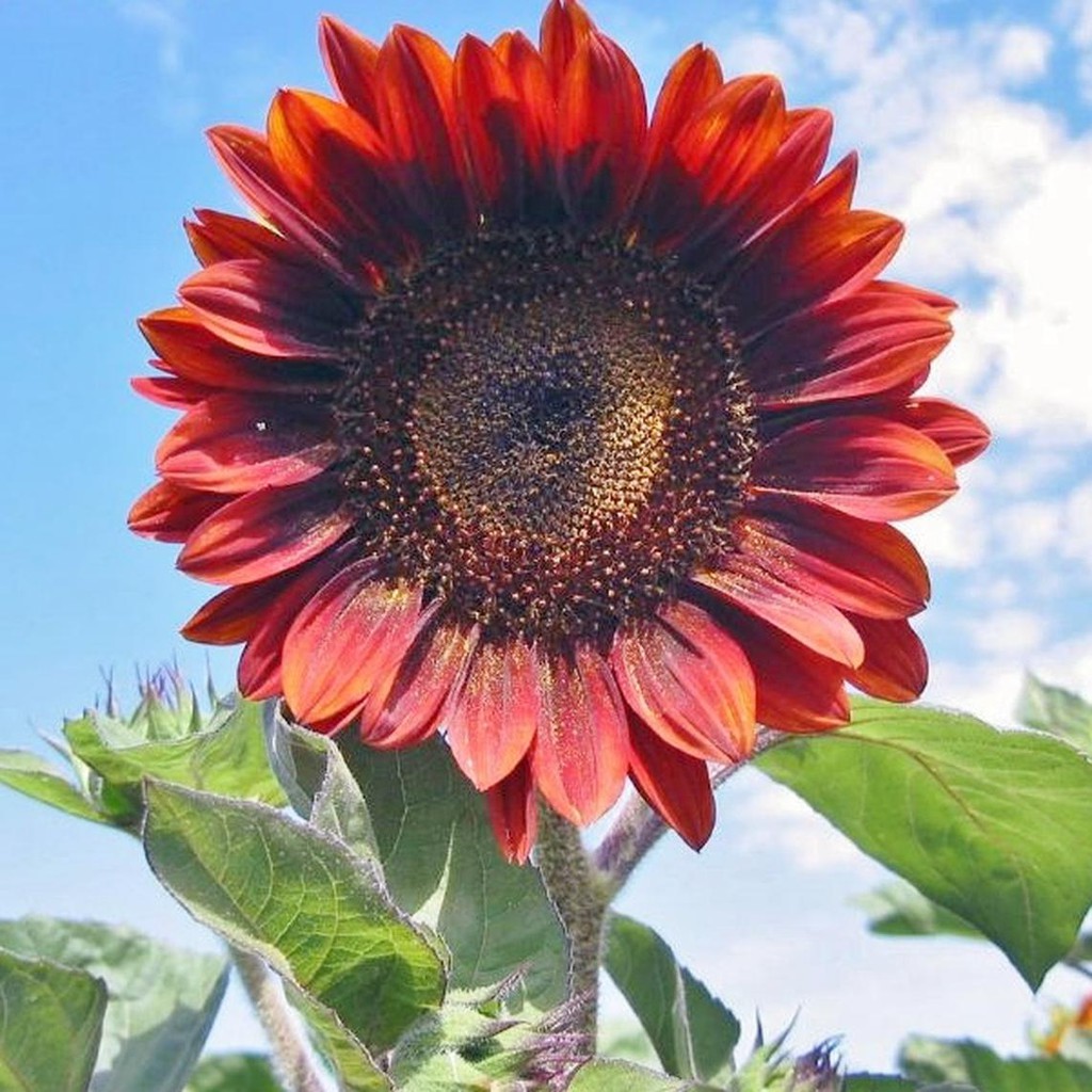 Bunga Matahari Red Velvet - Benih Bunga Matahari Merah / Red Sunflowers Seeds - Ready ... : Bunga tumbuhan ini sangat khas: