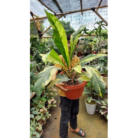 anthurium keris variegata