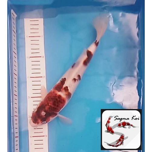 Koi Goromo Lokal Blitar 32 CM