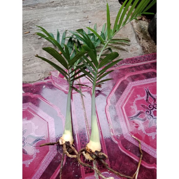 Palem Bambu ( CHAMEADOREA )