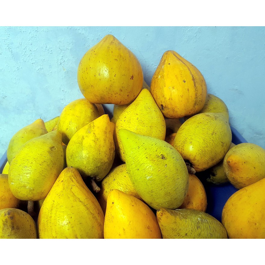 Sawo Mentega Alkesa |Sawo Kuning Belanda |Buah Tjampolay Yellow Sapote