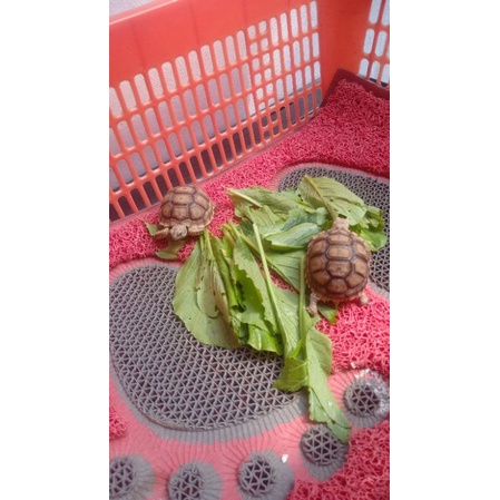 Kura kura sulcata 10cm