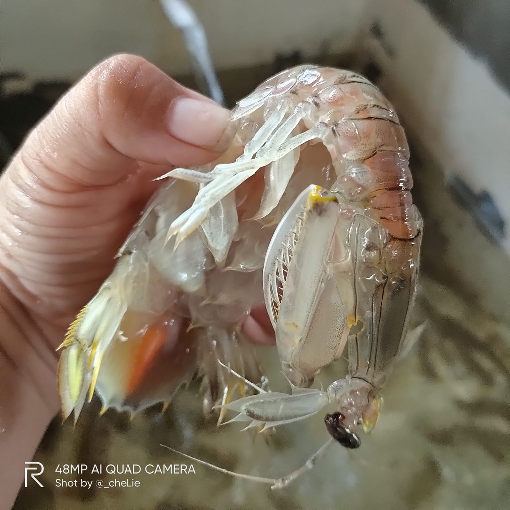 

Udang Ronggenga / Udang Cekrek