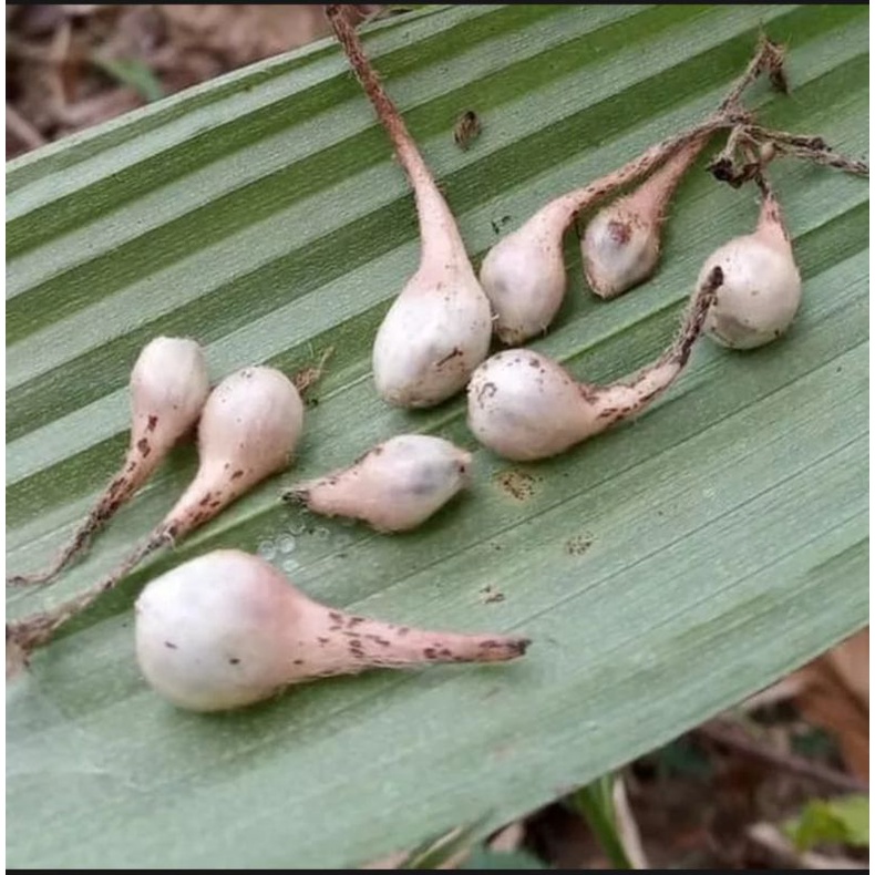 

BUAH MARASI PER 30BUAH + BONUS 5| BUAH LEMBA LANGKA | BUAH MANIS MAKAN APAPUN JADI MANIS