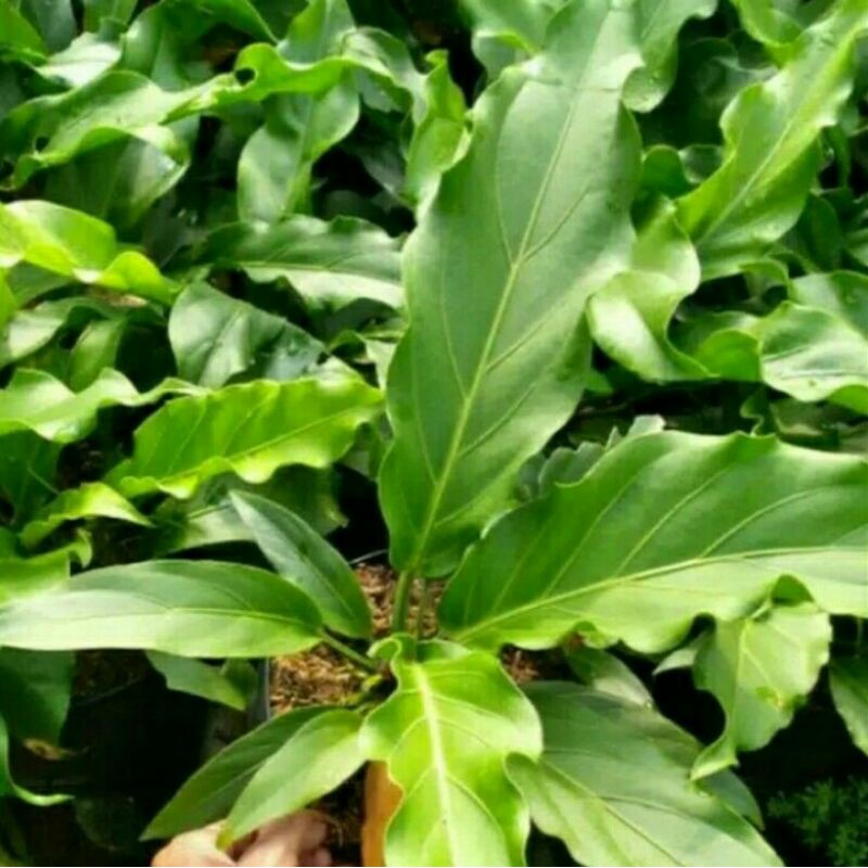 Tanaman Hias Antarium Gelombang Cinta - Pohon Antarium Gelombang Cinta