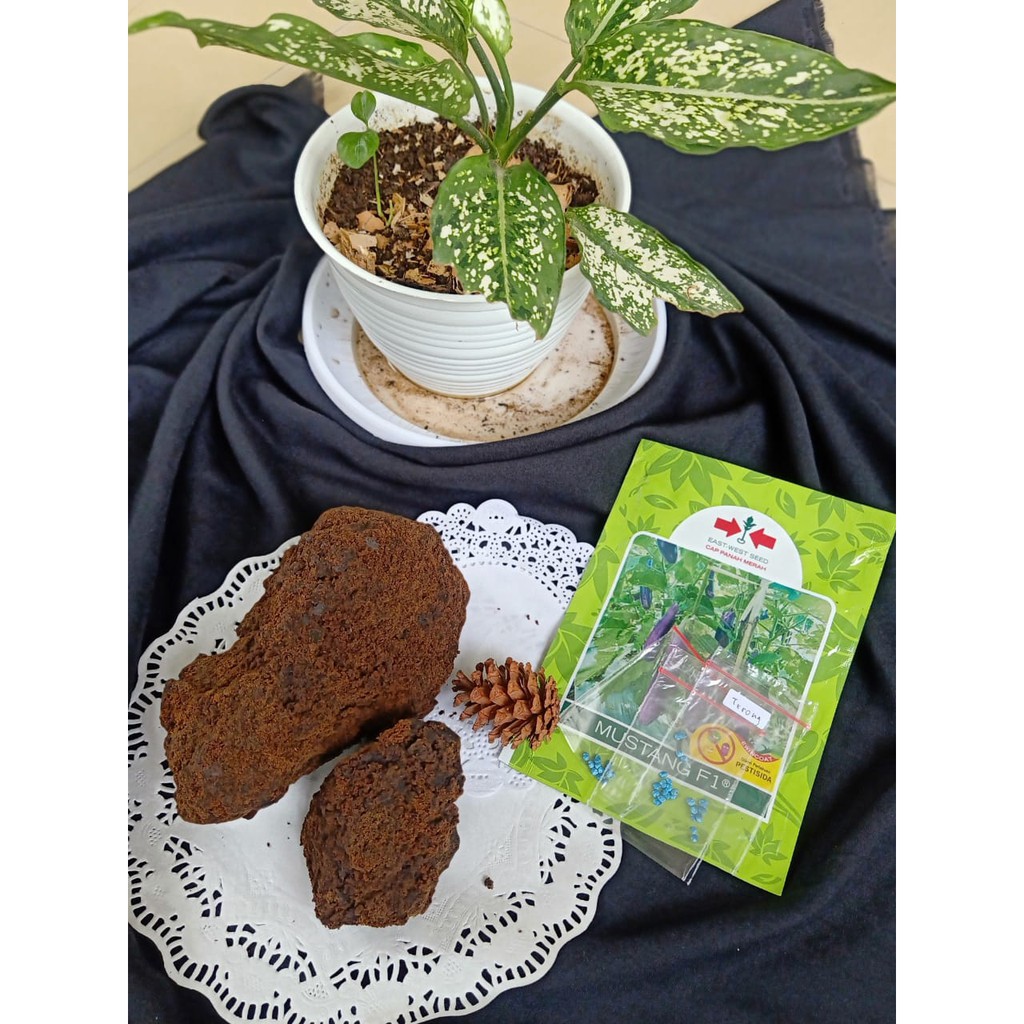 Gula merah tebu asli /outeng/ molase kering 1 kg bonus benih terong