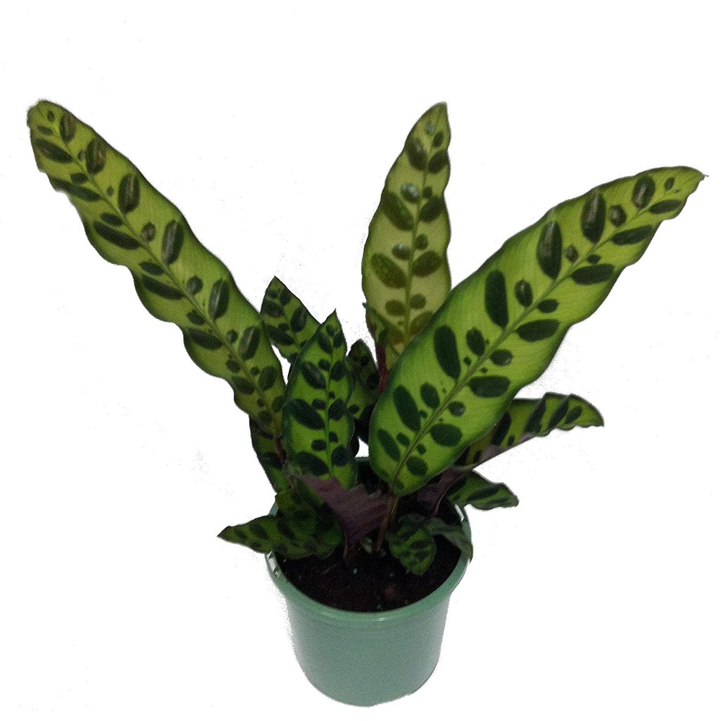 Tanaman Hias Calathea Lancifolia - calatea jago bergaransi