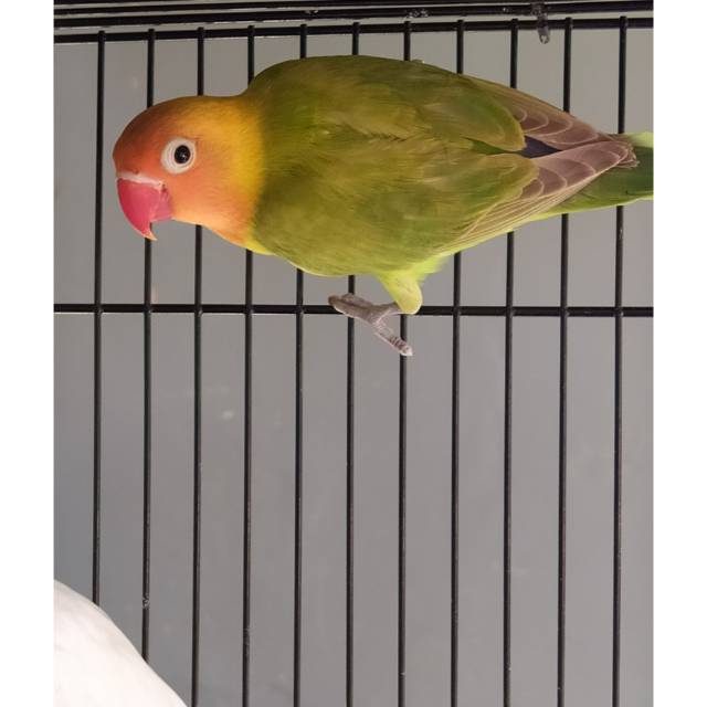 Burung Lovebird | Lakbet Paud | Pasjo | Pastel Hijau