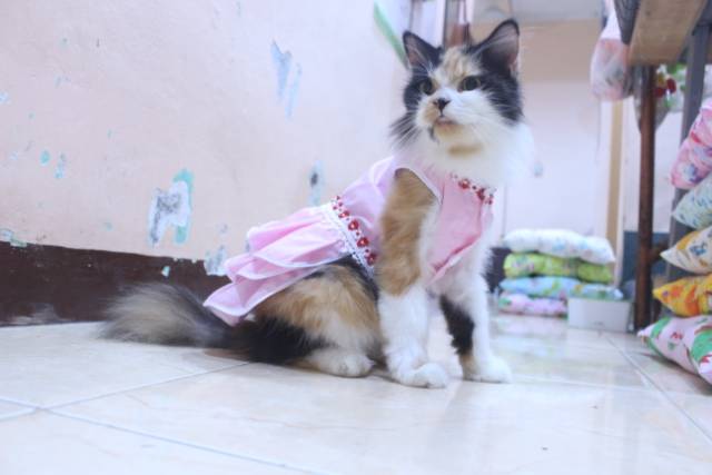 Dress princess pink new 2020 lucu untuk kucing dan anjing / baju kucing murah size S M L XL